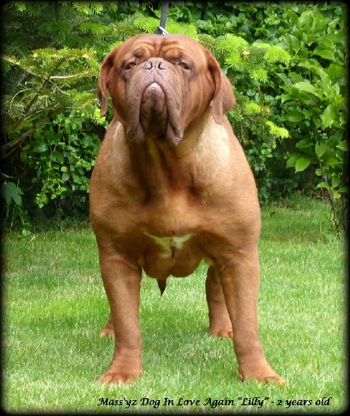 CH. Madd'yz Dog In love again