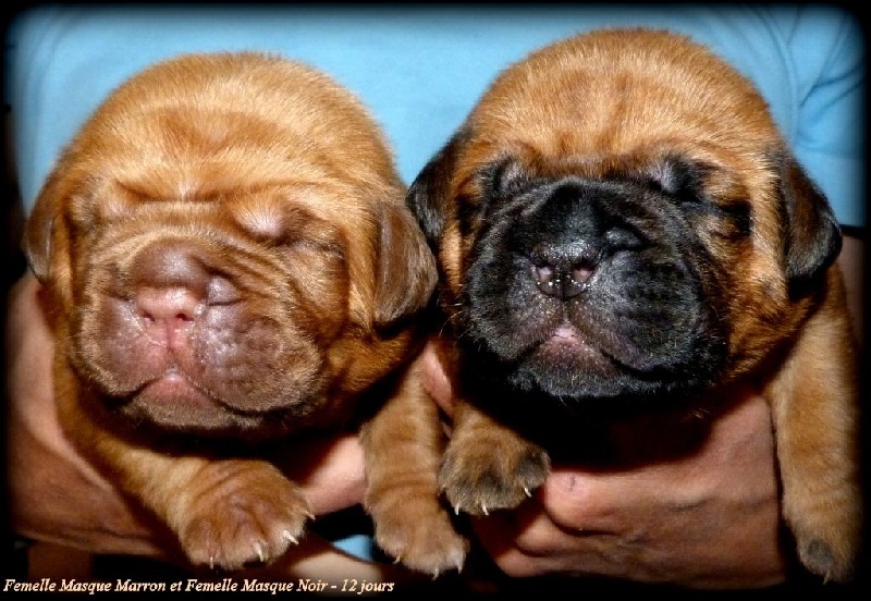 Chiot Dogue de Bordeaux Madd'yz Dog